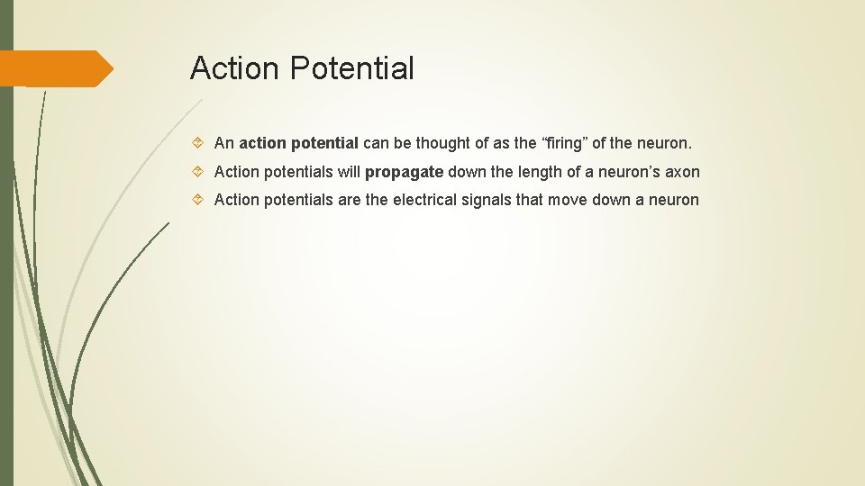Action Potential An action potential can be thought of as the “firing” of the