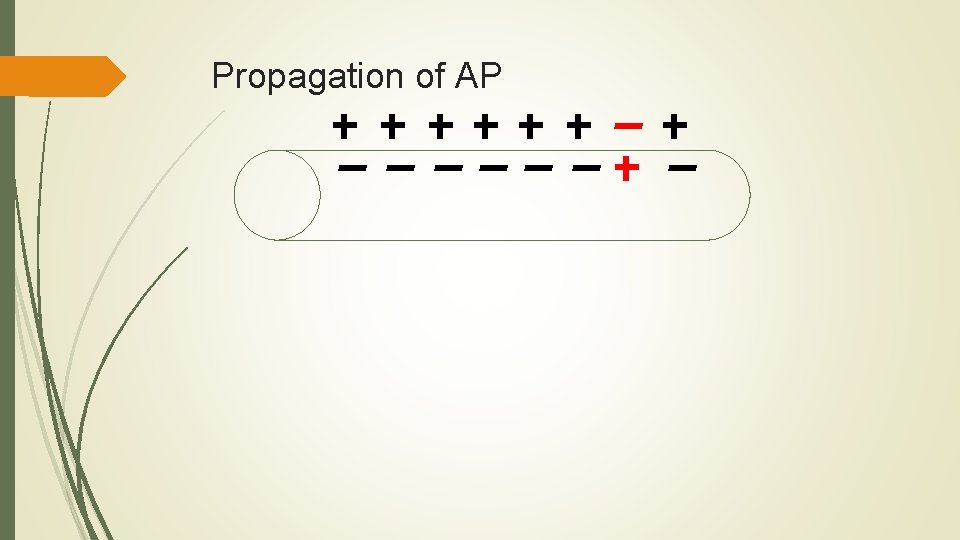 Propagation of AP 