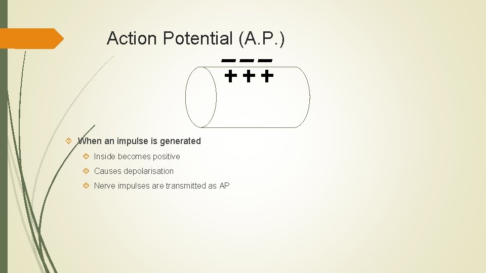 Action Potential (A. P. ) When an impulse is generated Inside becomes positive Causes