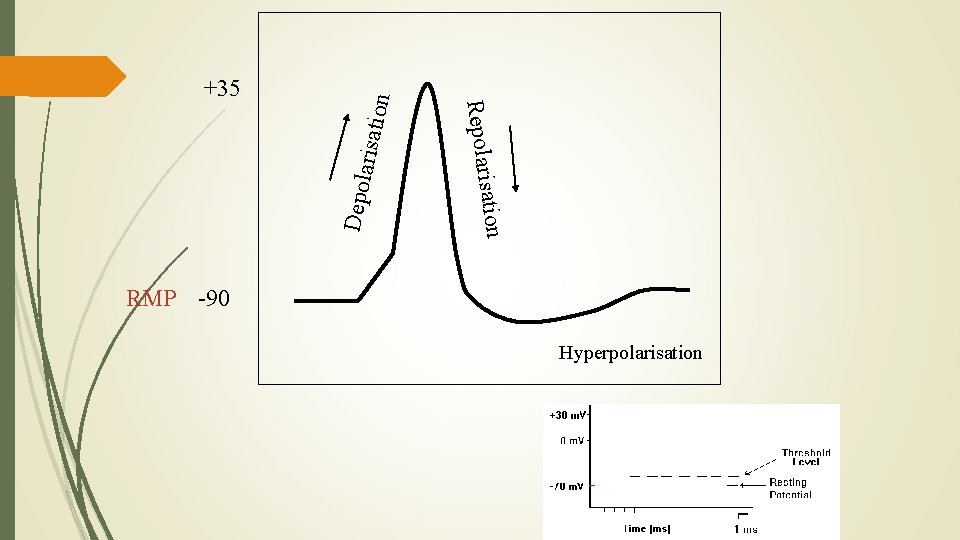 arisati on Depol sation Repolari +35 RMP -90 Hyperpolarisation 
