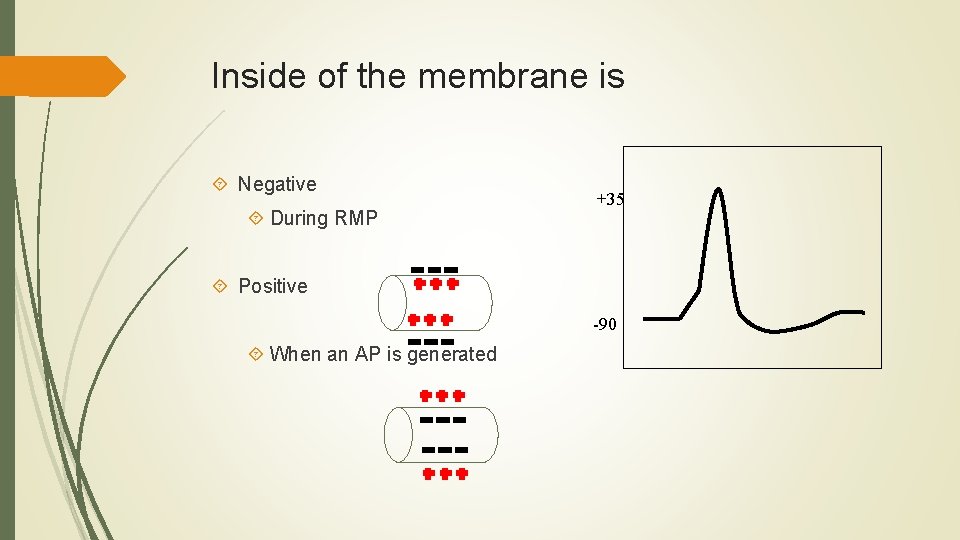 Inside of the membrane is Negative During RMP +35 Positive -90 When an AP