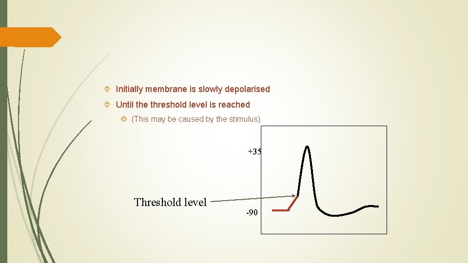  Initially membrane is slowly depolarised Until the threshold level is reached (This may