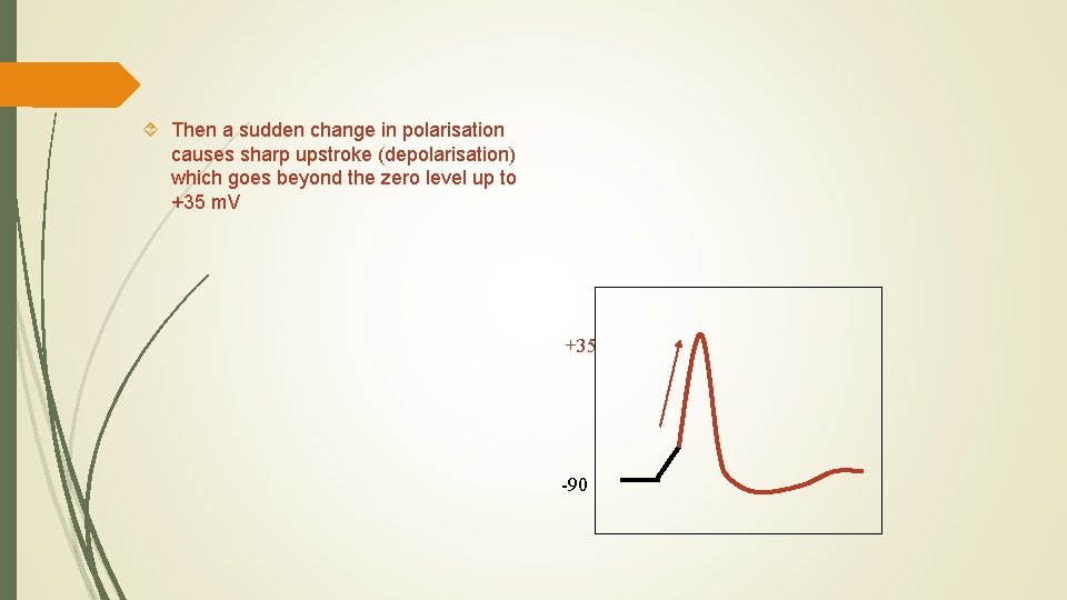  Then a sudden change in polarisation causes sharp upstroke (depolarisation) which goes beyond