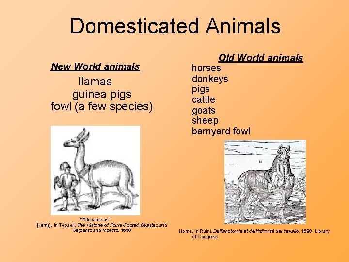 Domesticated Animals New World animals llamas guinea pigs fowl (a few species) "Allocamelus" [llama],