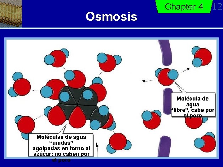 Osmosis Chapter 4 12 Molécula de agua “libre”, cabe por el poro Moléculas de