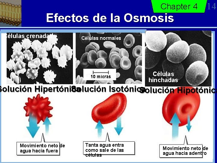 Chapter 4 Efectos de la Osmosis Células crenadas 14 Células normales Células hinchadas Solución