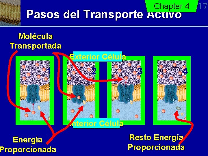 Chapter 4 Pasos del Transporte Activo Molécula Transportada Exterior Célula 1 Energía Proporcionada 2