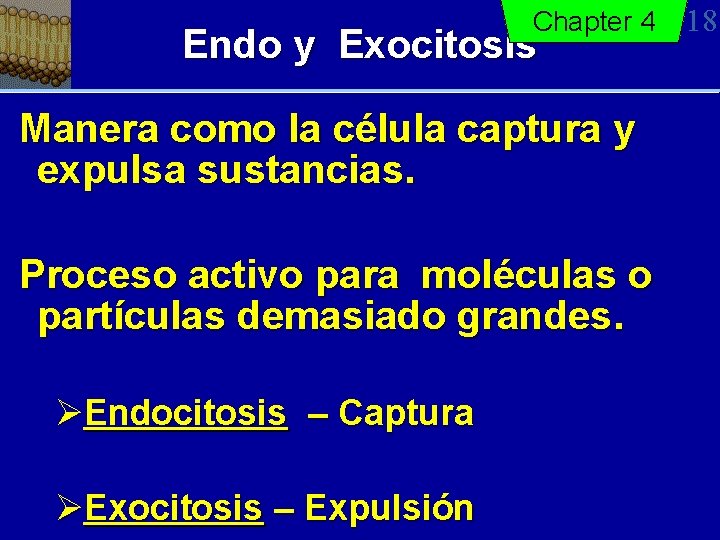 Chapter 4 Endo y Exocitosis Manera como la célula captura y expulsa sustancias. Proceso