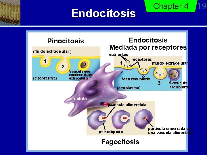 Chapter 4 Endocitosis Pinocitosis (fluido extracelular ) 1 2 (citoplasma) Endocitosis Mediada por receptores