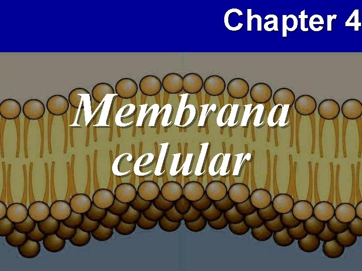 Chapter 4 Membrana celular 
