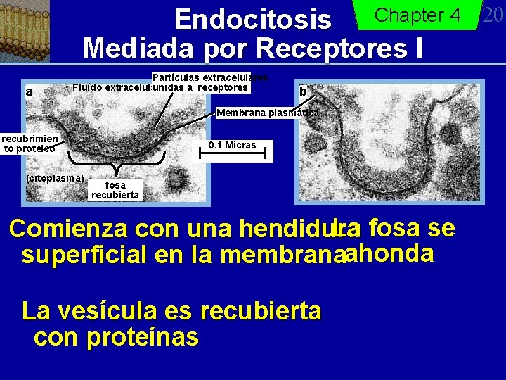 Endocitosis Chapter 4 Mediada por Receptores I a Partículas extracelulares Fluído extracelular ) unidas