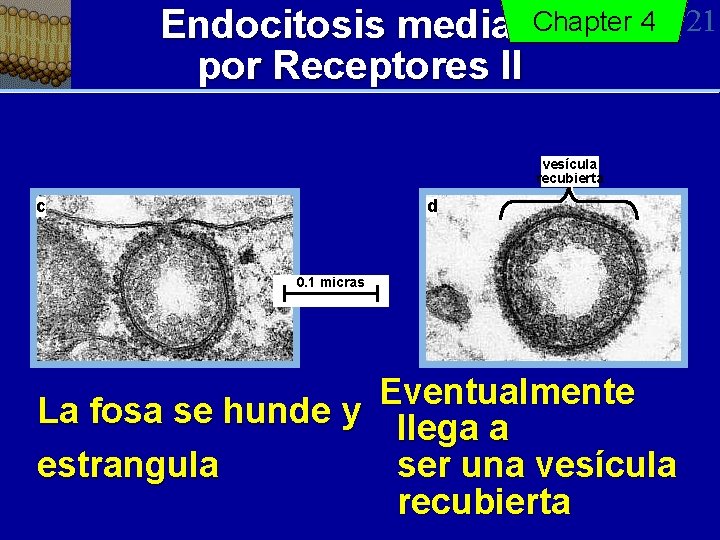 Chapter 4 Endocitosis mediada por Receptores II vesícula recubierta c d 0. 1 micras
