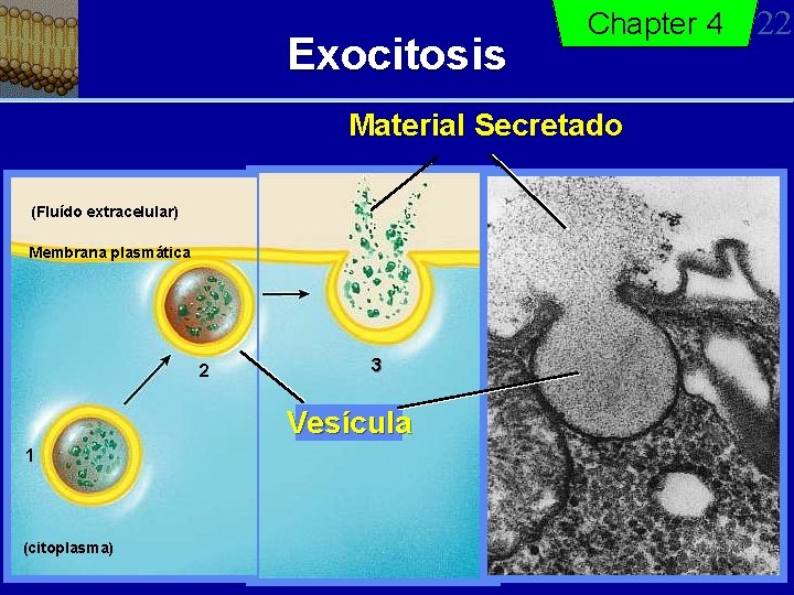 Exocitosis Chapter 4 Material Secretado (Fluído extracelular) Membrana plasmática 2 3 Vesícula 1 (citoplasma)