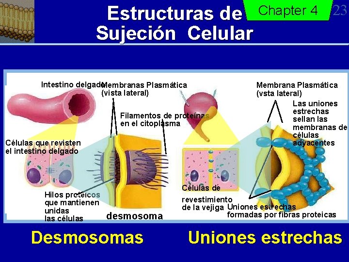 Estructuras de Chapter 4 Sujeción Celular Intestino delgado Membranas Plasmática (vista lateral) Filamentos de