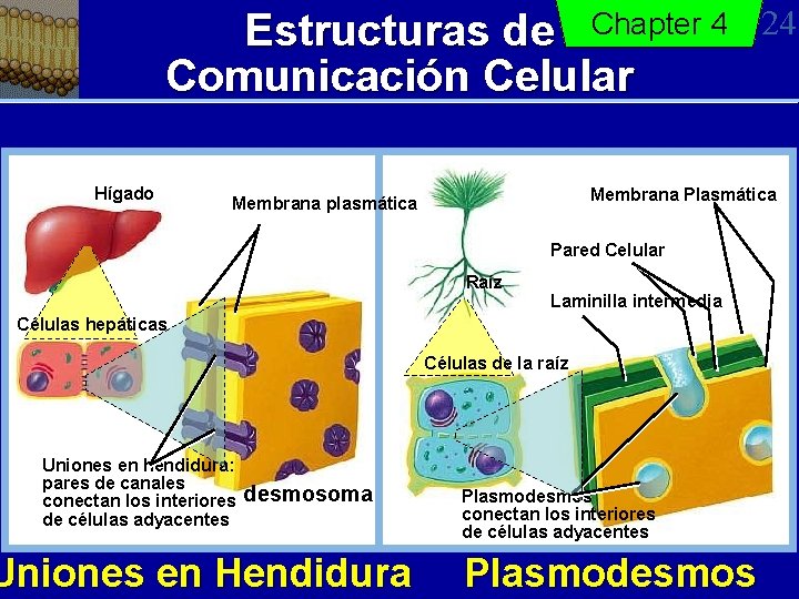Estructuras de Chapter 4 Comunicación Celular Hígado Membrana Plasmática Membrana plasmática Pared Celular Raíz