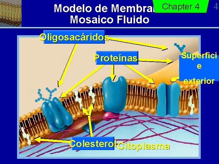 Modelo de Membrana. Chapter 4 Mosaico Fluido 4 Oligosacáridos Proteínas Superfici e exterior Colesterol