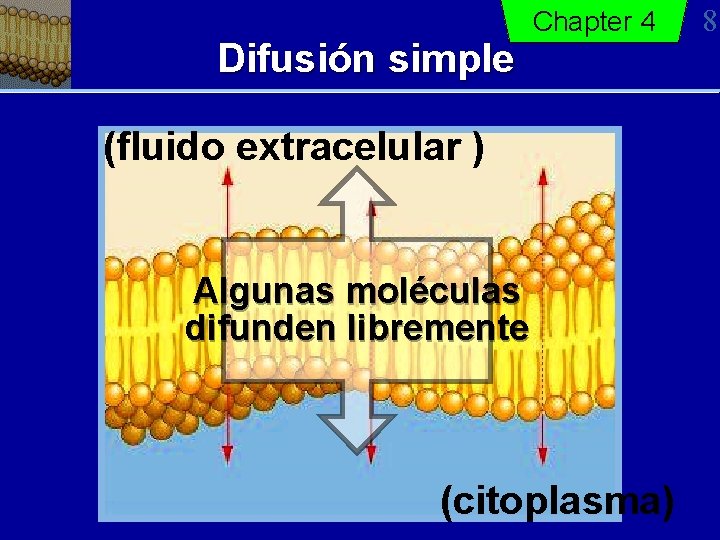 Difusión simple Chapter 4 (fluido extracelular ) Algunas moléculas difunden libremente (citoplasma) 8 