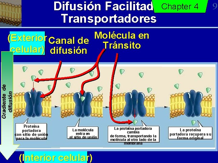 Difusión Facilitada: Chapter 4 Transportadores Gradiente de difusión (Exterior Canal de Molécula en Tránsito