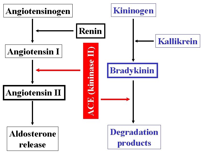 Kininogen Angiotensinogen Renin Angiotensin II Aldosterone release ACE (kininase II) Kallikrein Bradykinin Degradation products