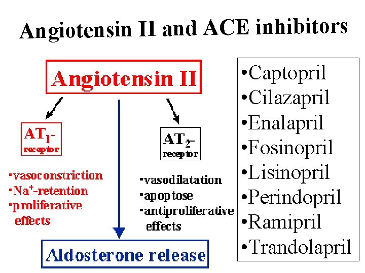 Angiotensin II and ACE inhibitors • Captopril • Cilazapril • Enalapril • Fosinopril •