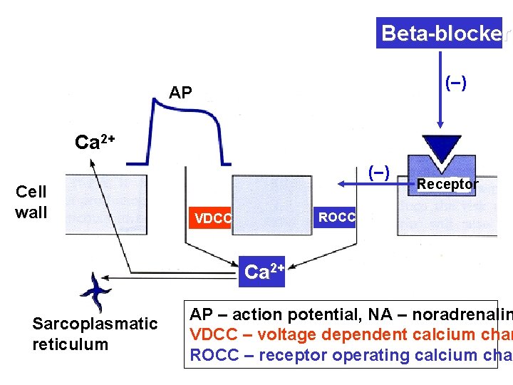 Beta-blockers (–) AP Ca 2+ (–) Cell wall Receptor ROCC VDCC Ca 2+ Sarcoplasmatic