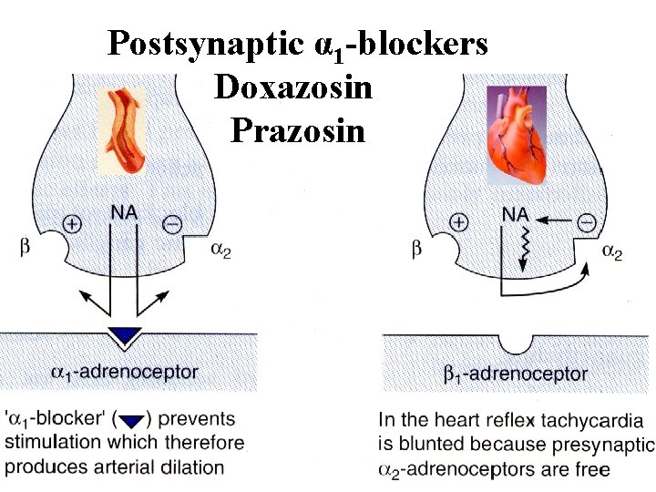 Postsynaptic α 1 -blockers Doxazosin Prazosin 