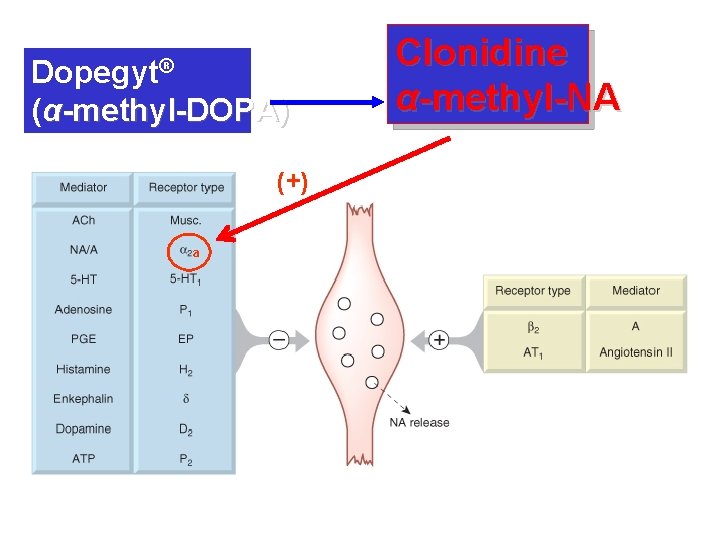 Dopegyt® (α-methyl-DOPA) (+) a Clonidine α-methyl-NA 