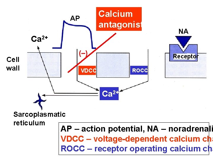 Calcium antagonists AP Ca 2+ (–) Cell wall NA Receptor ROCC VDCC Ca 2+