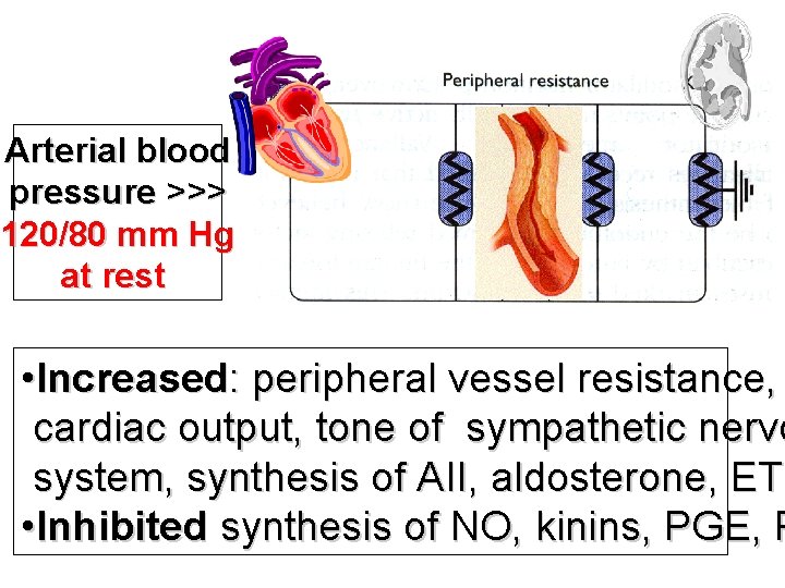 Arterial blood pressure >>> 120/80 mm Hg at rest • Increased: peripheral vessel resistance,