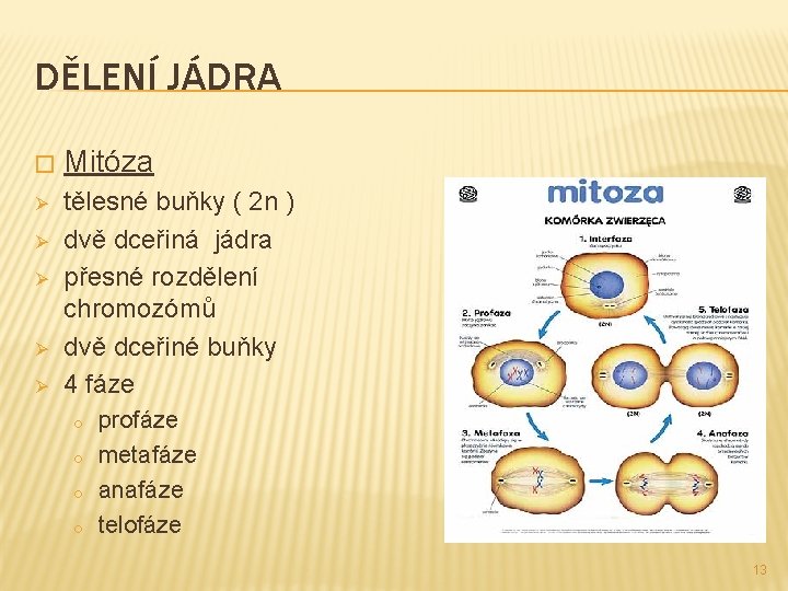 DĚLENÍ JÁDRA � Mitóza Ø tělesné buňky ( 2 n ) dvě dceřiná jádra