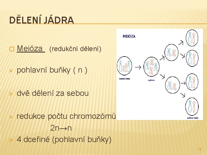 DĚLENÍ JÁDRA � Meióza (redukční dělení) Ø pohlavní buňky ( n ) Ø dvě