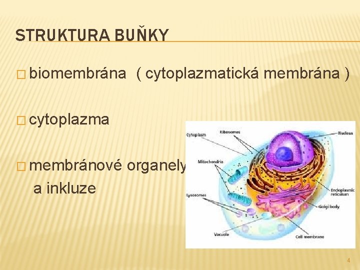 STRUKTURA BUŇKY � biomembrána ( cytoplazmatická membrána ) � cytoplazma � membránové organely a