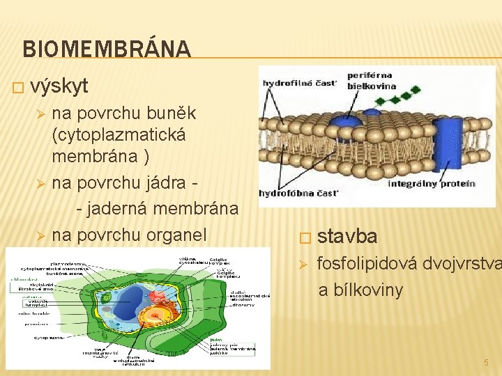 BIOMEMBRÁNA � výskyt na povrchu buněk (cytoplazmatická membrána ) Ø na povrchu jádra -