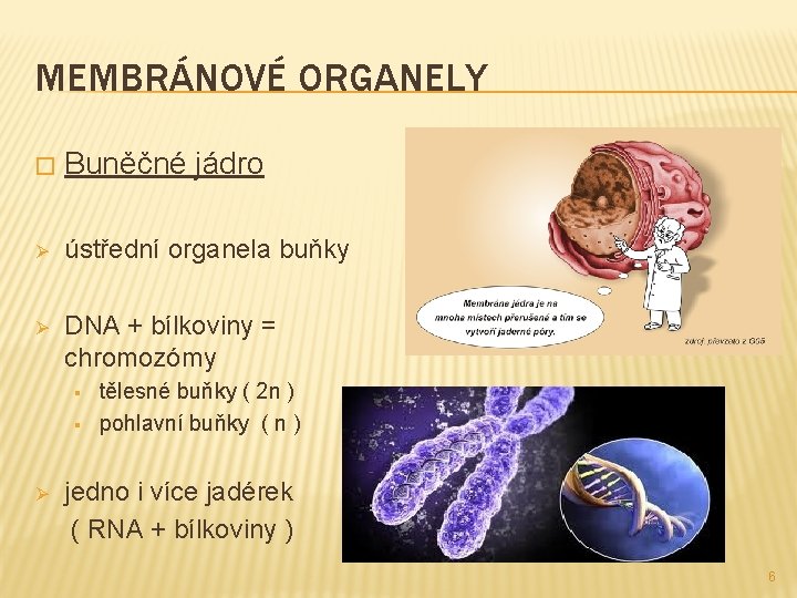 MEMBRÁNOVÉ ORGANELY � Buněčné jádro Ø ústřední organela buňky Ø DNA + bílkoviny =