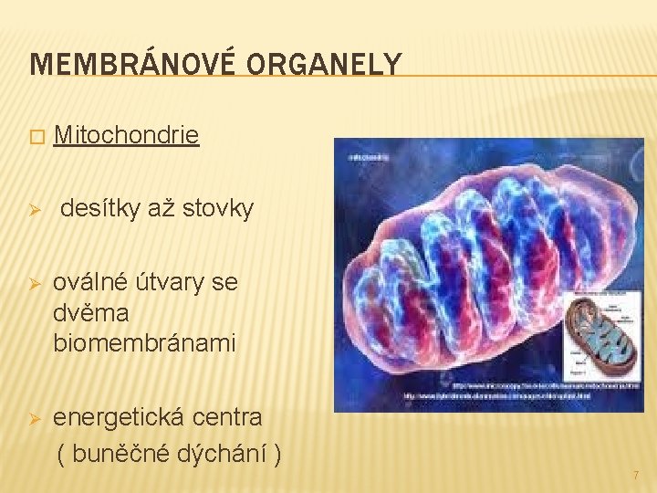 MEMBRÁNOVÉ ORGANELY � Ø Mitochondrie desítky až stovky Ø oválné útvary se dvěma biomembránami