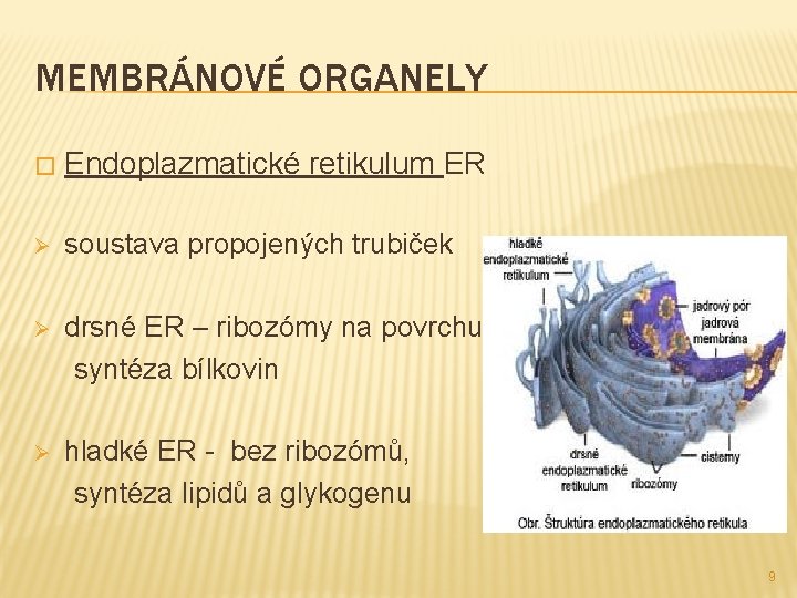 MEMBRÁNOVÉ ORGANELY � Endoplazmatické retikulum ER Ø soustava propojených trubiček Ø drsné ER –