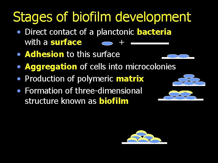 Stages of biofilm development • Direct contact of a planctonic bacteria with a surface