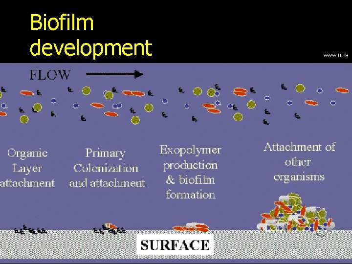 Biofilm development www. ul. ie 