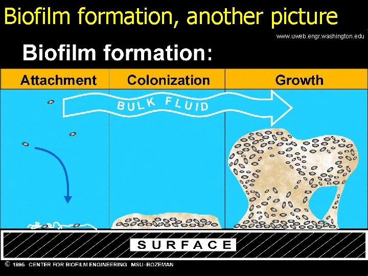 Biofilm formation, another picture www. uweb. engr. washington. edu 