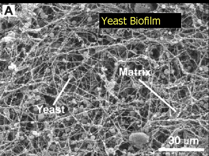 Yeast Biofilm www. ansci. wisc. edu 