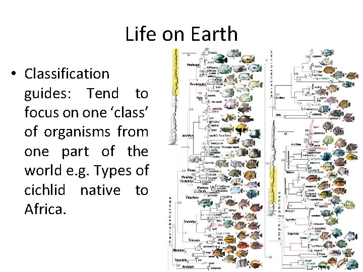 Life on Earth • Classification guides: Tend to focus on one ‘class’ of organisms