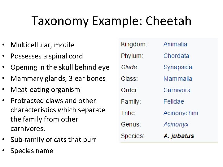 Taxonomy Example: Cheetah Multicellular, motile Possesses a spinal cord Opening in the skull behind