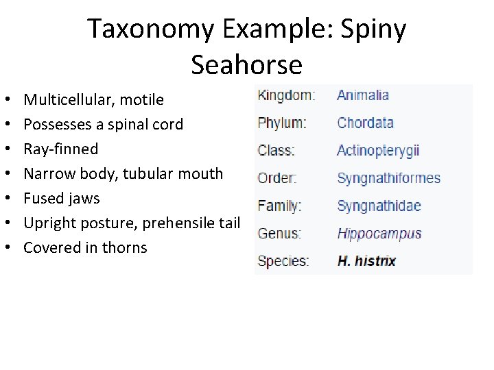 Taxonomy Example: Spiny Seahorse • • Multicellular, motile Possesses a spinal cord Ray-finned Narrow