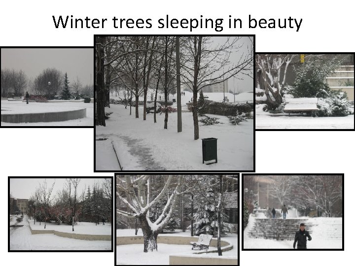 Winter trees sleeping in beauty 