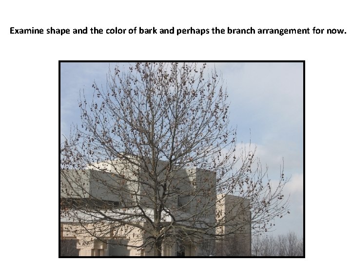 Examine shape and the color of bark and perhaps the branch arrangement for now.