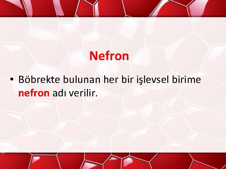 Nefron • Böbrekte bulunan her bir işlevsel birime nefron adı verilir. 