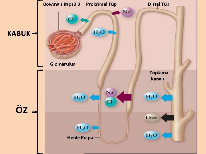 Bowman Kapsülü Proksimal Tüp Distal Tüp KABUK Glomerulus Toplama Kanalı ÖZ Henle Kulpu 