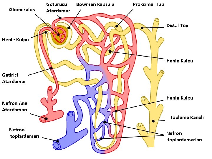 Glomerulus Götürücü Atardamar Bowman Kapsülü Proksimal Tüp Distal Tüp Henle Kulpu Getirici Atardamar Nefron