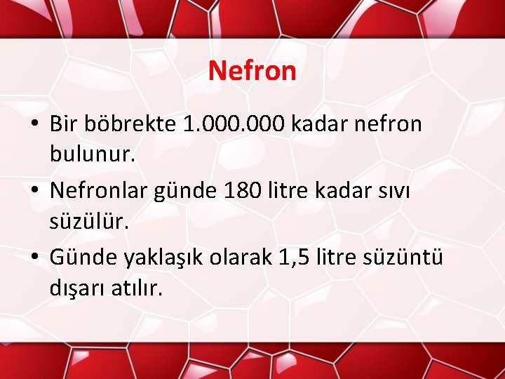 Nefron • Bir böbrekte 1. 000 kadar nefron bulunur. • Nefronlar günde 180 litre