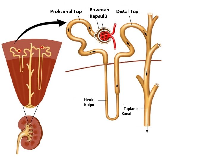 Proksimal Tüp Bowman Kapsülü Henle Kulpu Distal Tüp Toplama Kanalı 